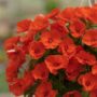 Sunpatiens – Compact Electric Orange – 8″ Hanging Basket
